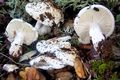 Hygrophorus cossus